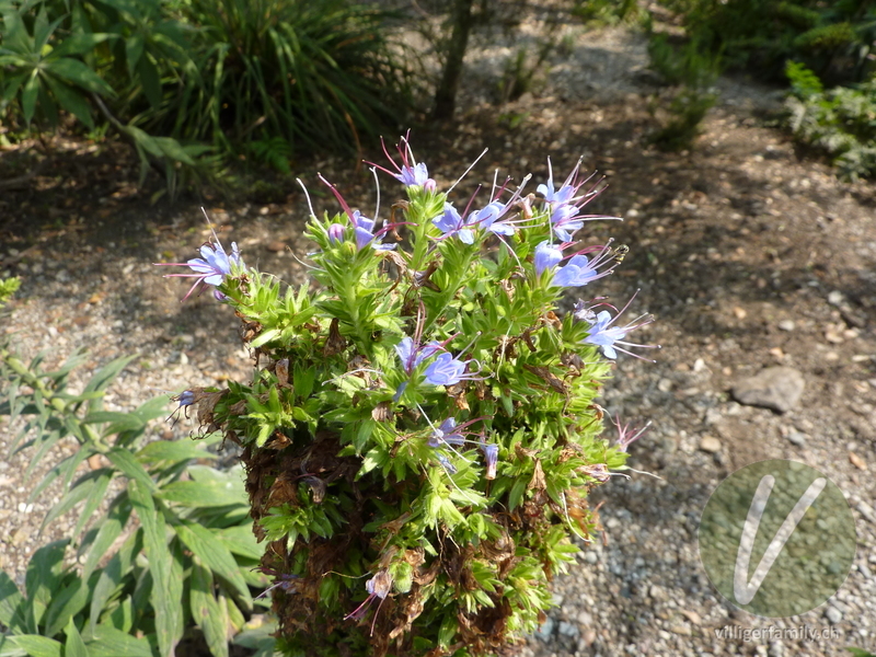 Blauer Natterkopf: Blüten