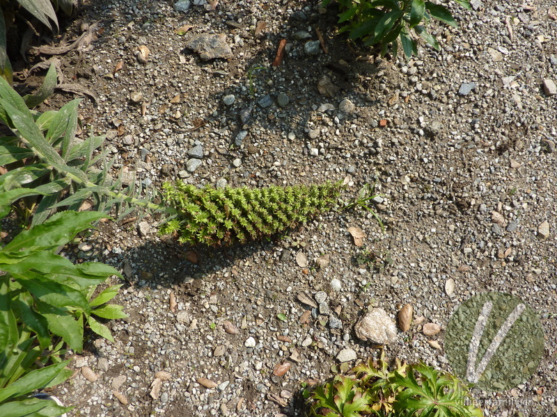 Blauer Natterkopf: Blüten