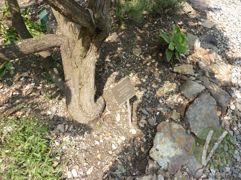 Blauer Natterkopf: Stengel, Namensschild