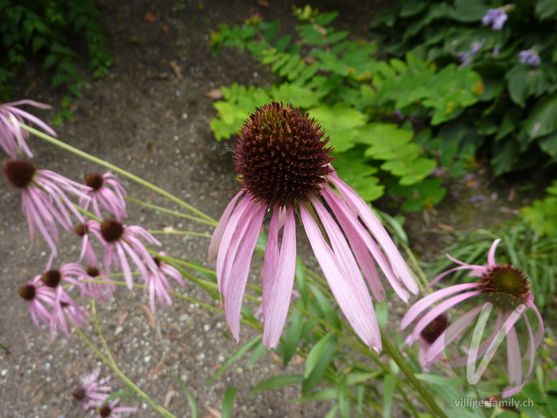 Purpur-Sonnenhut: Blüten