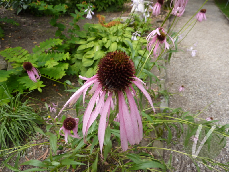 Purpur-Sonnenhut: Blüten