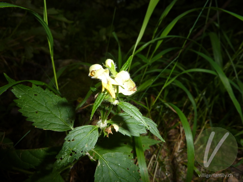 Stechender Hohlzahn: Blüten