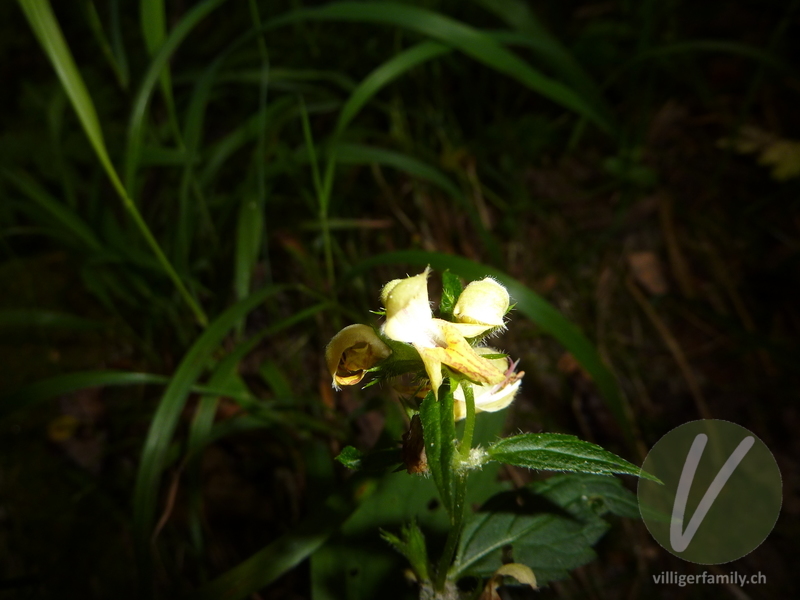 Stechender Hohlzahn: Blüten