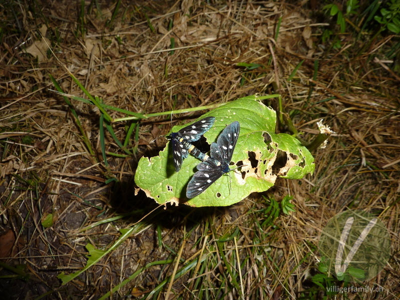 Weissfleck-Widderchen: 