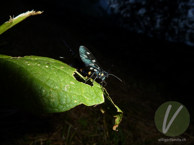 Weissfleck-Widderchen: 