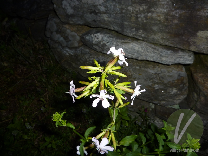 Echtes Seifenkraut: Blüten