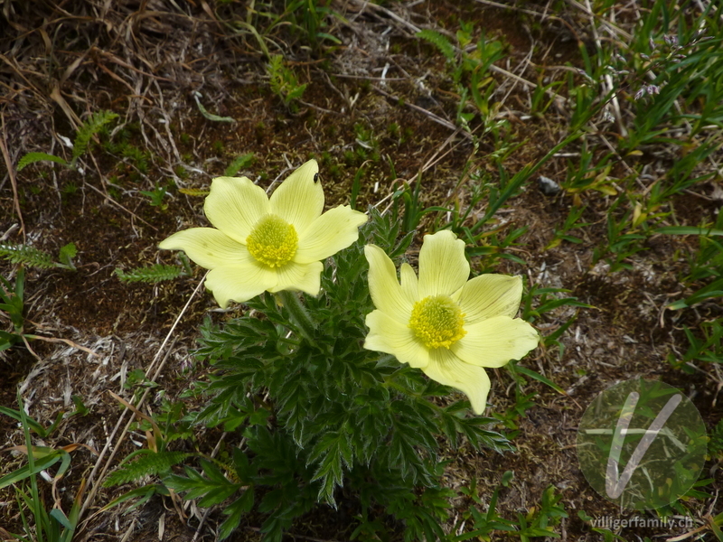 Schwefel-Anemone: Blüten, Gesamtbild