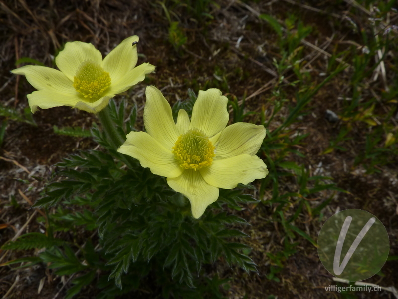 Schwefel-Anemone: Blüten