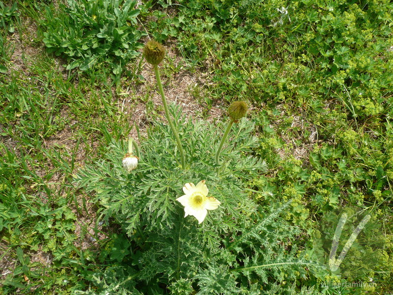 Schwefel-Anemone: Blüten, Blätter, Gesamtbild