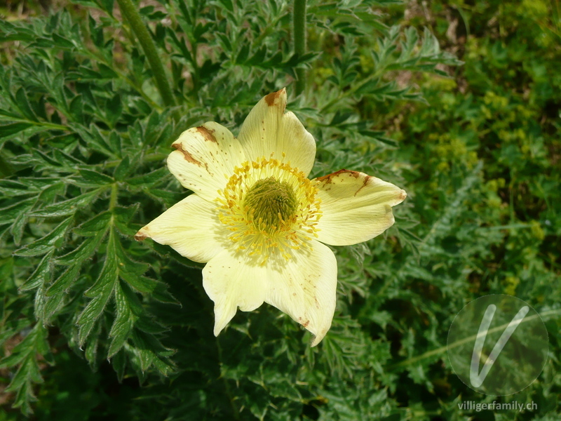 Schwefel-Anemone: Blüten, Früchte