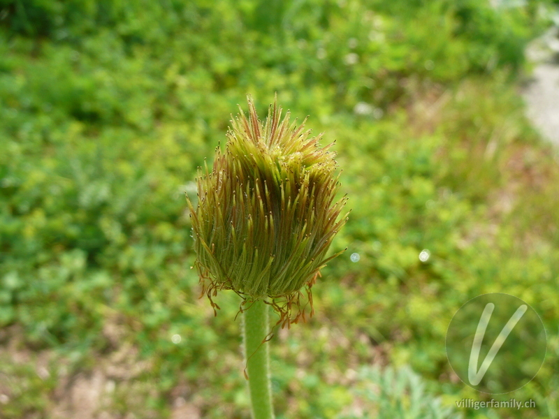 Schwefel-Anemone: Früchte