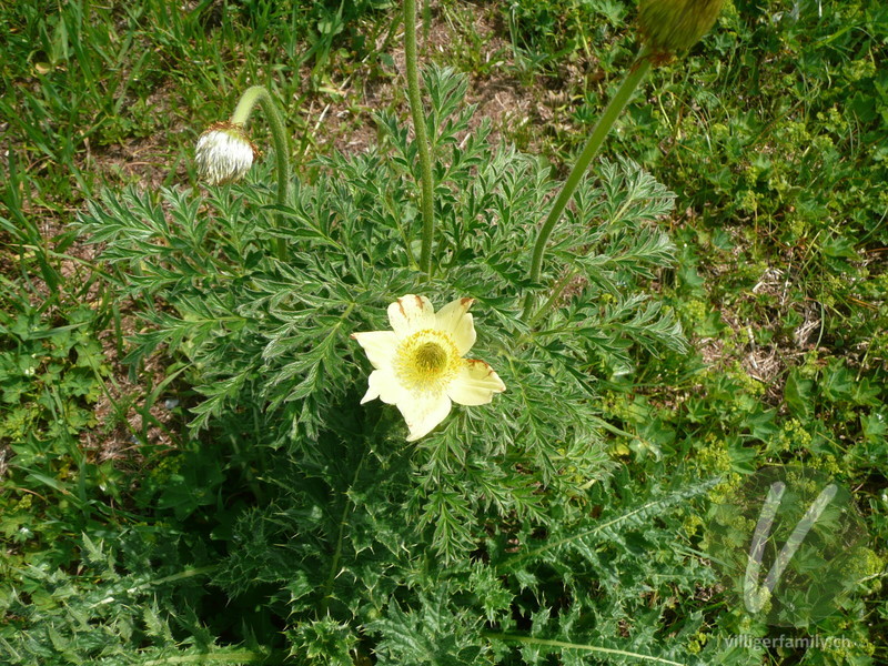 Schwefel-Anemone: Blüten