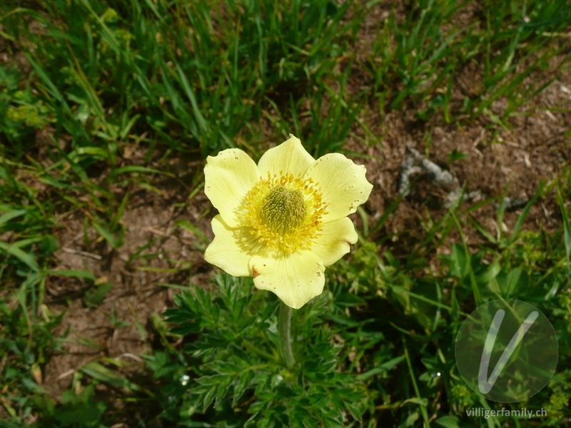 Schwefel-Anemone: Blüten