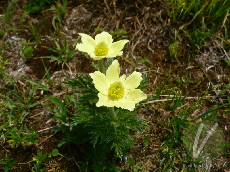 Schwefel-Anemone: Blüten, Gesamtbild