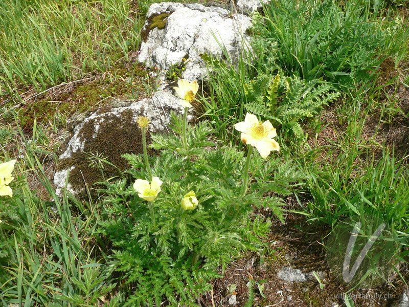 Schwefel-Anemone: Blüten, Gesamtbild