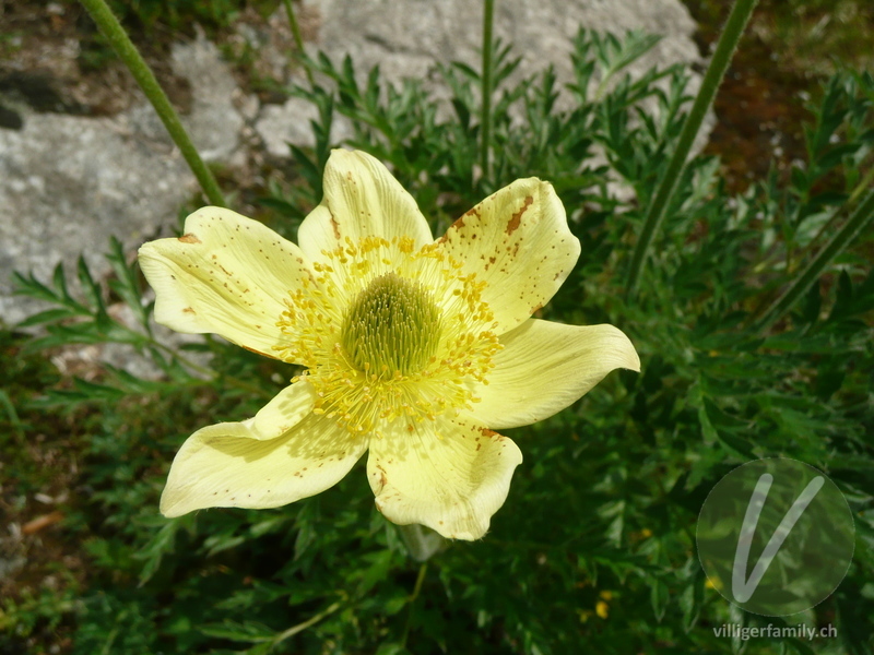 Schwefel-Anemone: Blüten