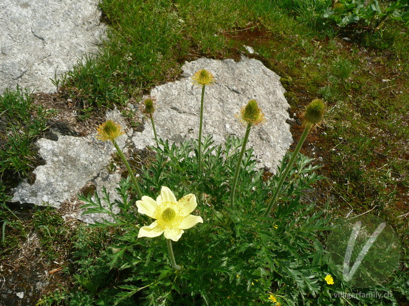 Schwefel-Anemone: Blüten, Früchte, Gesamtbild