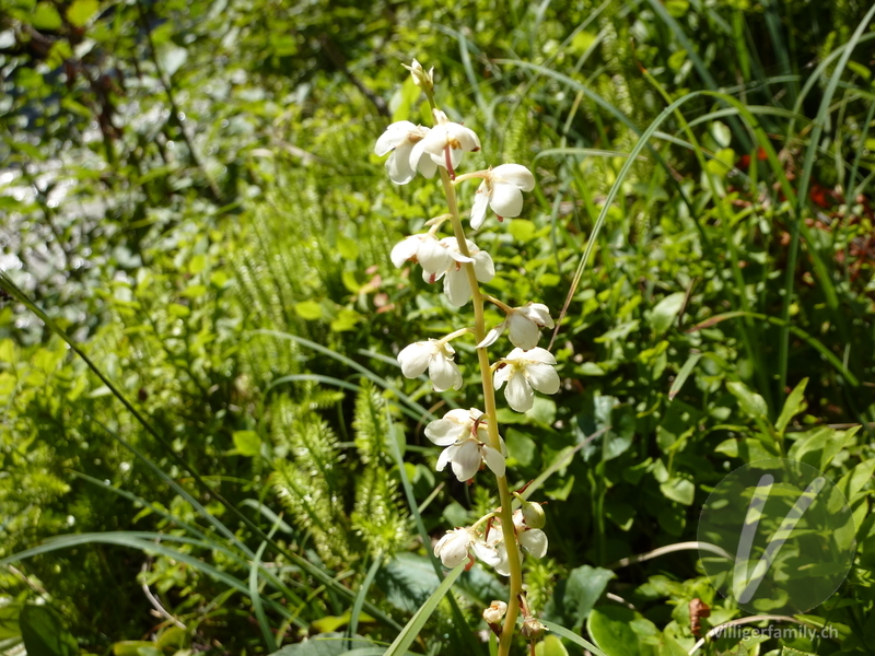 Rundblättriges Wintergrün: Blüten