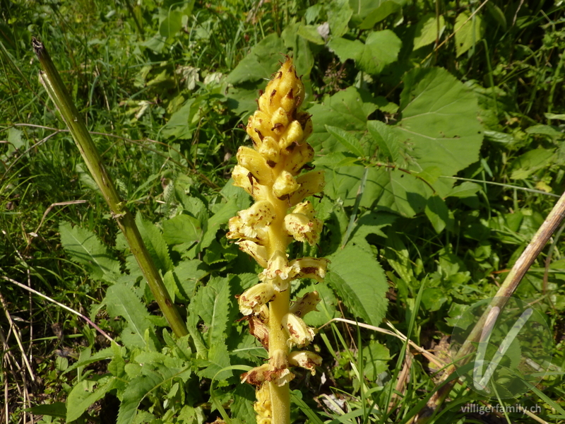 Pestwurz-Würger: Blüten