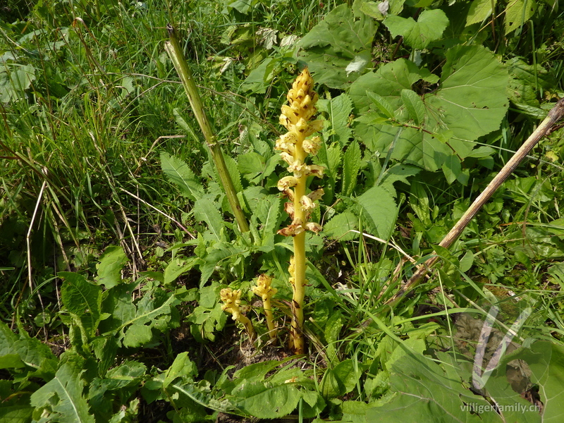 Pestwurz-Würger: Blüten, Gesamtbild