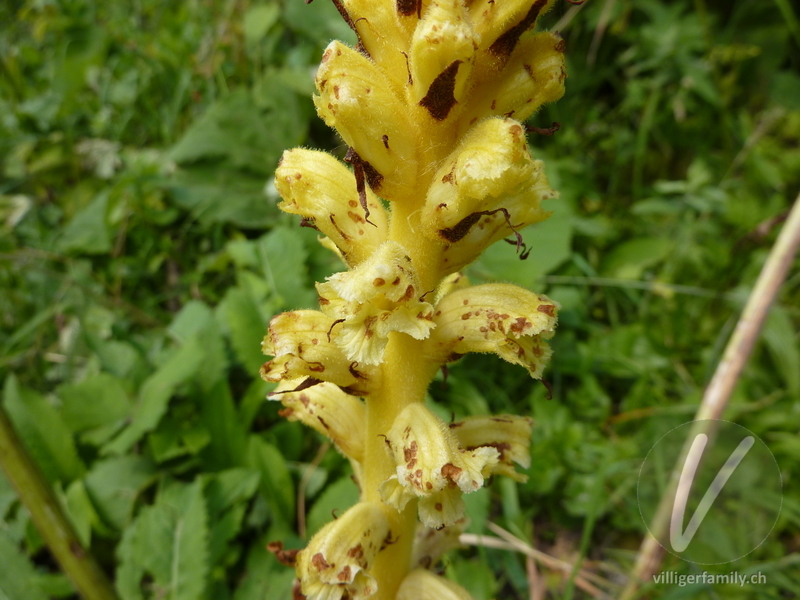 Pestwurz-Würger: Blüten