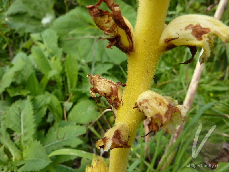 Pestwurz-Würger: Blüten, Stengel