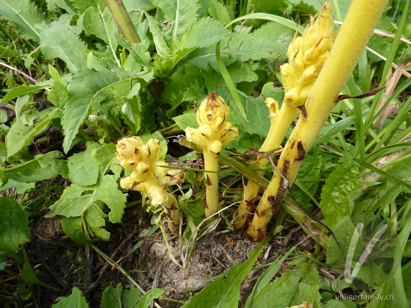 Pestwurz-Würger: Blüten, Gesamtbild