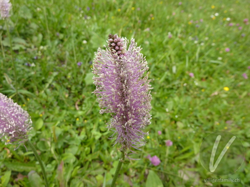 Mittlerer Wegerich: Blüten