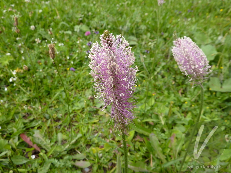 Mittlerer Wegerich: Blüten