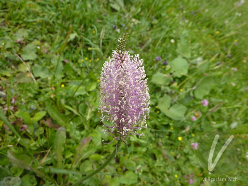 Mittlerer Wegerich: Blüten