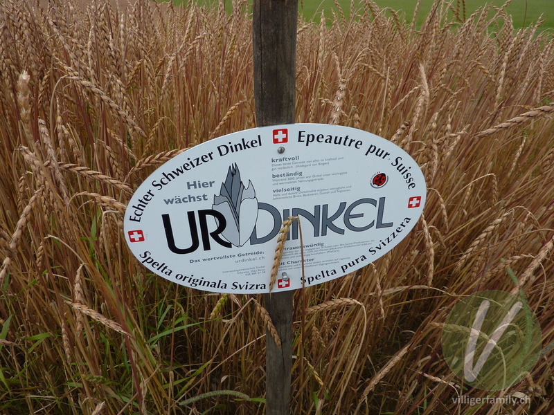 Dinkel-Weizen: Namensschild