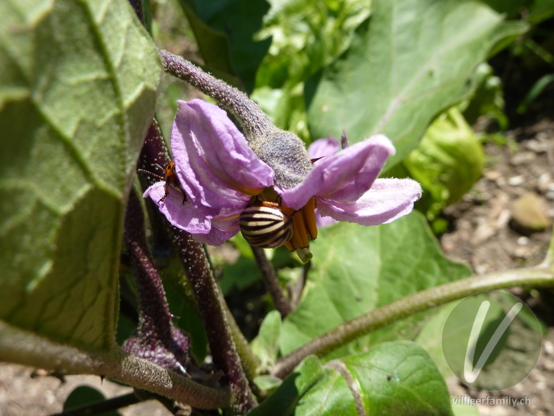 Aubergine: Blüten