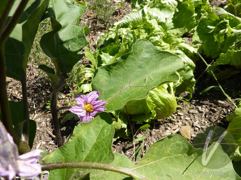 Aubergine: Blüten, Blätter