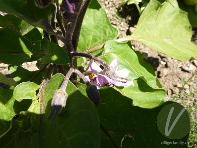 Aubergine: Blüten