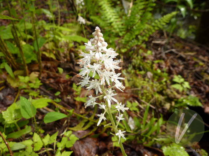 Herzblättrige Schaumblüte: Blüten