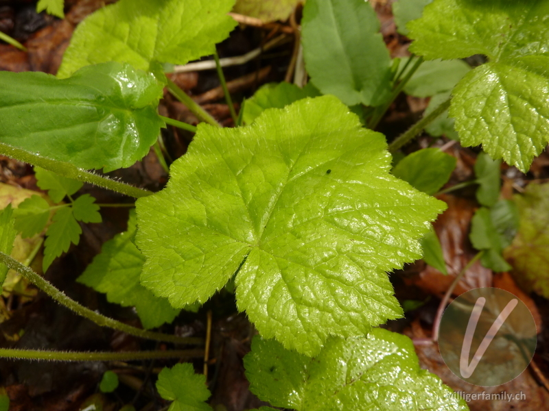 Herzblättrige Schaumblüte: Blätter