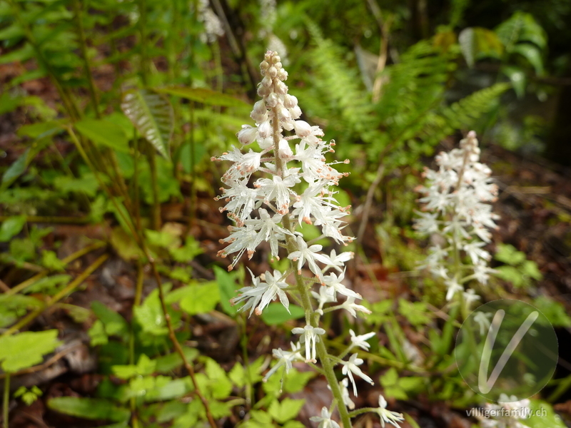 Herzblättrige Schaumblüte: Blüten