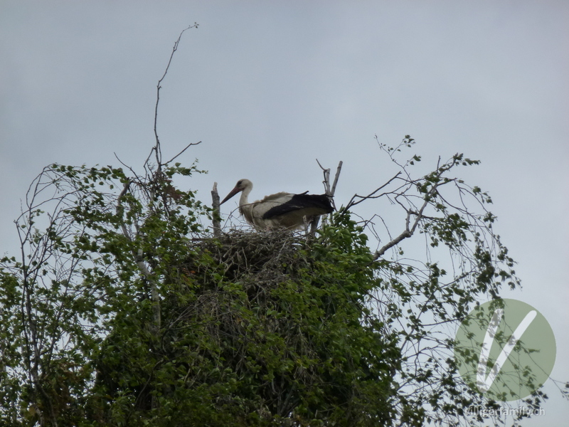 Weissstorch: 