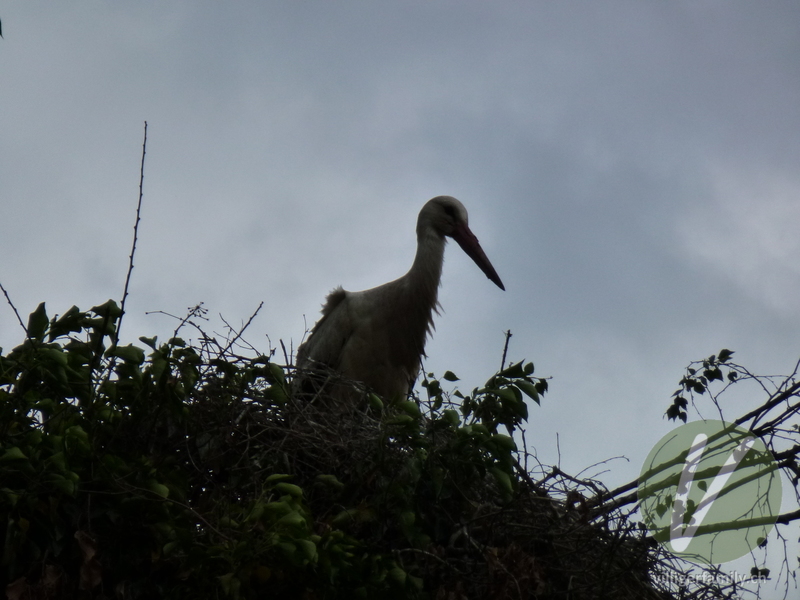 Weissstorch: 