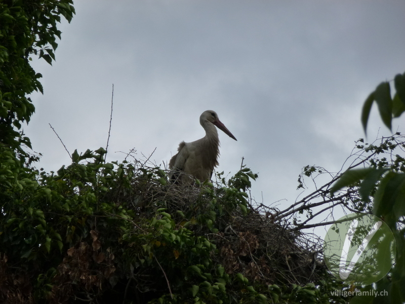 Weissstorch: 