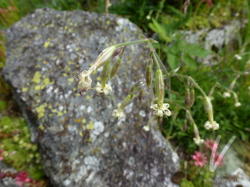 Gewöhnliches Nickendes Leimkraut: Blüten