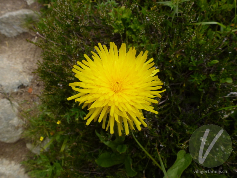 Einköpfiges Ferkelkraut: Blüten