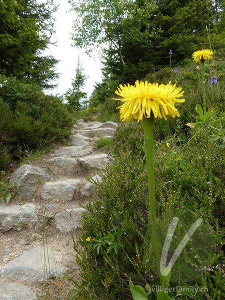 Einköpfiges Ferkelkraut: Blüten, Gesamtbild