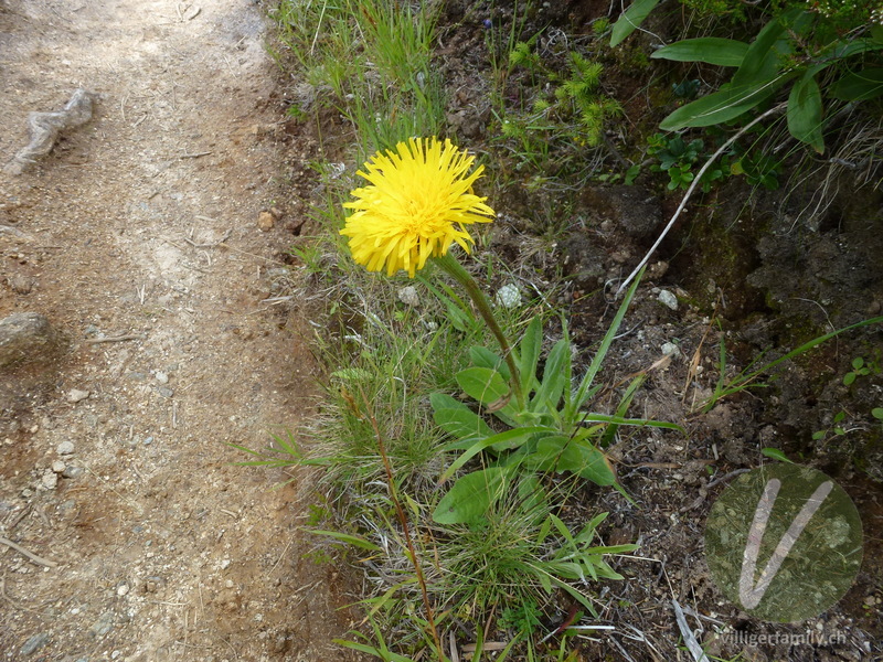 Einköpfiges Ferkelkraut: Blüten, Gesamtbild