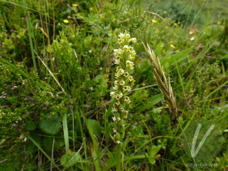 Weisszunge: Blüten