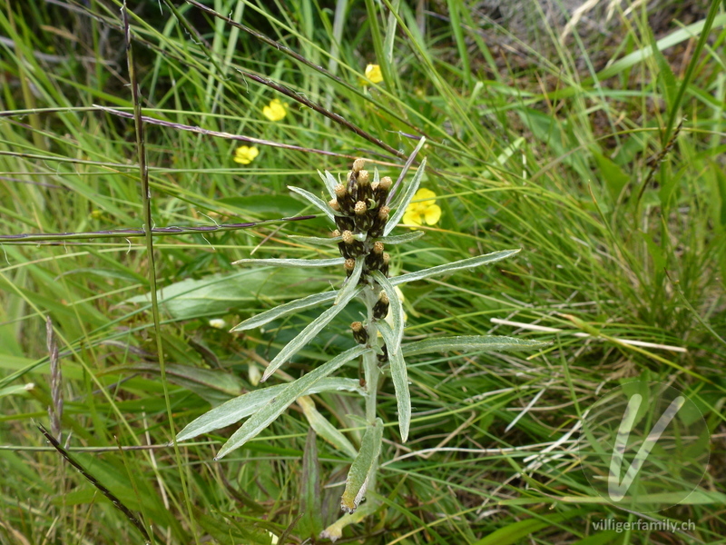 Norwegisches Ruhrkraut: Gesamtbild, Blüten