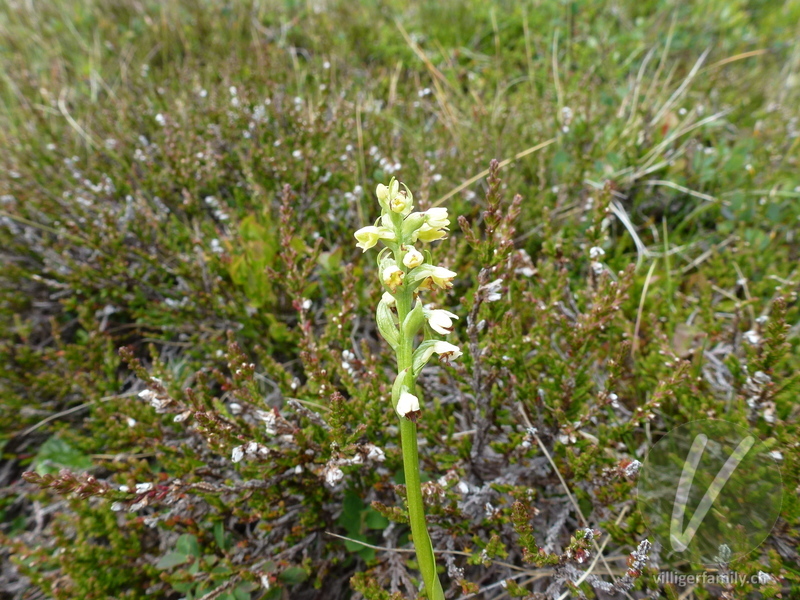 Weisszunge: Blüten