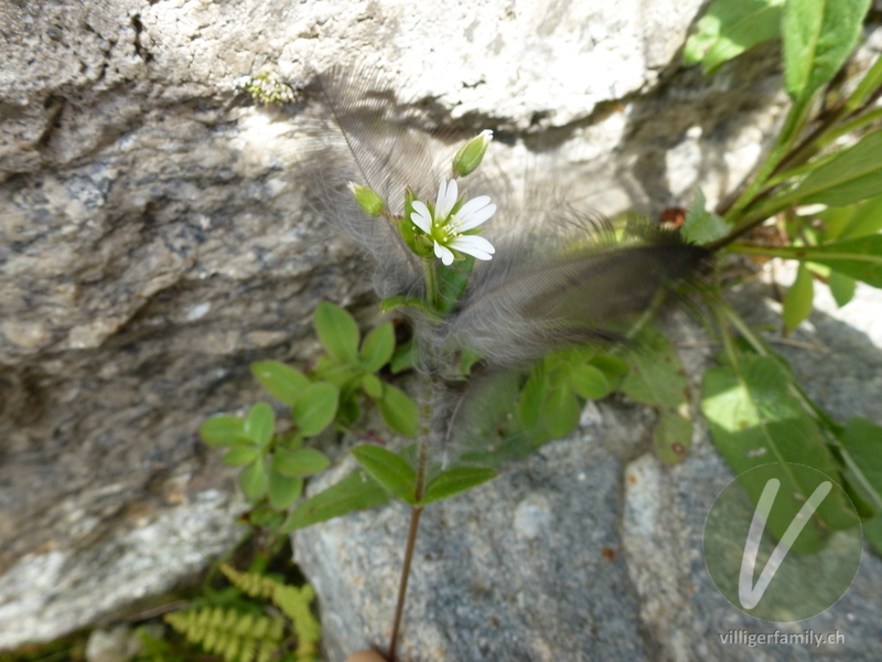 Gewöhnliches Hornkraut: Blüten