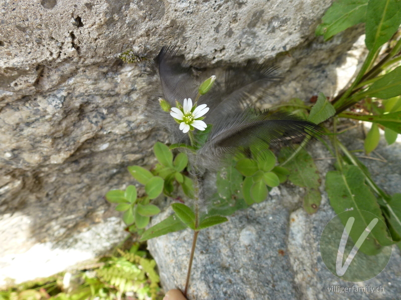 Gewöhnliches Hornkraut: Blüten