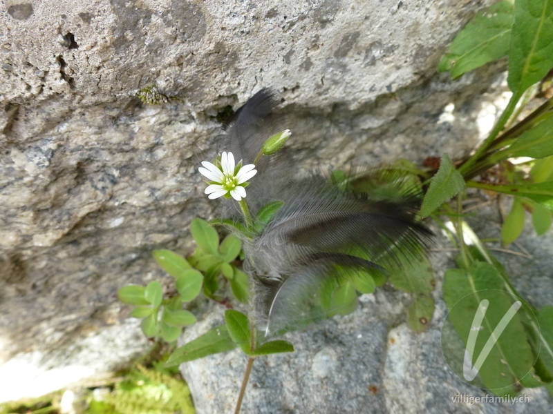 Gewöhnliches Hornkraut: Blüten